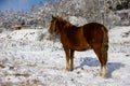 A red horse stands in a winter snowy forest view from the rear. A brown and gold horse with a tangled mane and tail against the