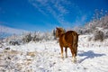 A red horse stands in a winter snowy forest view from the rear. A brown and gold horse with a tangled mane and tail against the