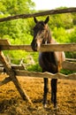 horse stands at the wooden fence. Horse farm Royalty Free Stock Photo