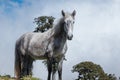 A horse staring on a cloudy day in a rural area