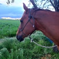 Horse staring off at dusk