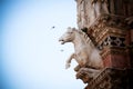 Horse statue in Siena