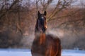 Horse with steam from its nostrils