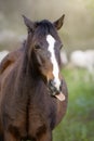 Horse sticking out his tongue