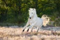 Horse in stipa grass