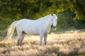 Horse in stipa grass