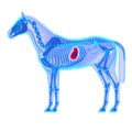 Horse Stomach - Horse Equus Anatomy - isolated on white Royalty Free Stock Photo