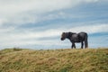 Horse Stood Against a Dramatic Skyline