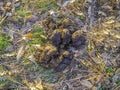 Horse stool crap in a village meadow.