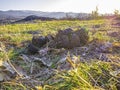 Horse shit stool crap in a village meadow. Royalty Free Stock Photo