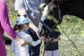 horse on the street. the child feeds the horse. parents control the process