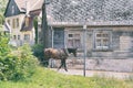 Horse on the street of the city of Cesis in the summer