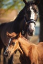 Horse Stud and her beautiful foal. mother love. sweet little horse foal outdoors. Royalty Free Stock Photo