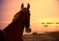 Horse in suinset on the sea Royalty Free Stock Photo