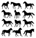 Horse sulhouettes different allures Royalty Free Stock Photo