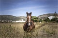 Horse in summer Royalty Free Stock Photo