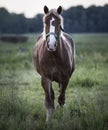 Horse summer Royalty Free Stock Photo