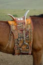 Horse on a summer pasture in Mongolia