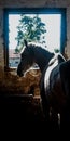 Horse sun bathing black silouet Royalty Free Stock Photo