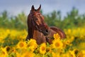 Horse in sunflowers