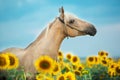 Horse on sunflowers Royalty Free Stock Photo