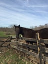 Horse on a sunny day. Tennessee walker