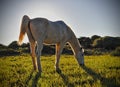 Horse in sunny meadow grazing, cala millor nature park, mallorca, spain Royalty Free Stock Photo