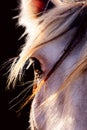 Horse, sunny portrait. Black background, Royalty Free Stock Photo