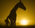 Horse in the sunrise_toned Royalty Free Stock Photo