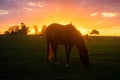 Horse at sunset