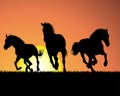 Horse on sunset background Royalty Free Stock Photo