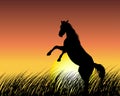 Horse on sunset background Royalty Free Stock Photo