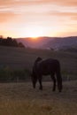 Horse in sunset grazing in meadow