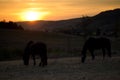 Horse in sunset grazing in meadow