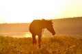 A Horse at Sunset