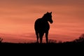 A Horse at Sunset