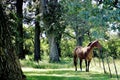 A Horse Grazes in a Minnesota Pasture