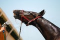 Horse is swimming Royalty Free Stock Photo