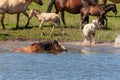 The horse is swimming in the water. Horses at the watering place. Bashkiria Royalty Free Stock Photo