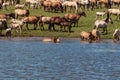 The horse is swimming in the water. Horses at the watering place. Bashkiria Royalty Free Stock Photo