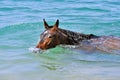 Horse swims in the sea Royalty Free Stock Photo