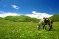 Horse in Tagong Grassland