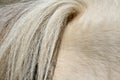 Horse tail Royalty Free Stock Photo