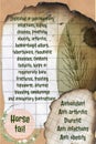 Horse tail benefits herbalist notepage idea