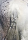 Horse tail Royalty Free Stock Photo