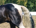 Horse tail close up