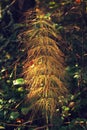 Horse-tail plant