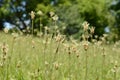 Horse Tail Plant Royalty Free Stock Photo