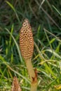 Horse Tail Plant in the Grass Royalty Free Stock Photo