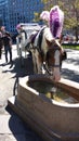 Horse and Carriage Rides in Central Park, NYC, NY, USA Royalty Free Stock Photo